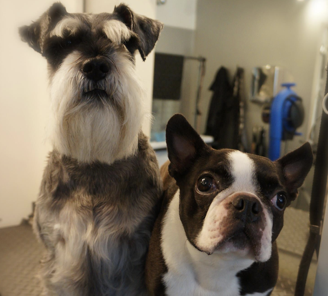 Dog Grooming by Furst Class Lounge