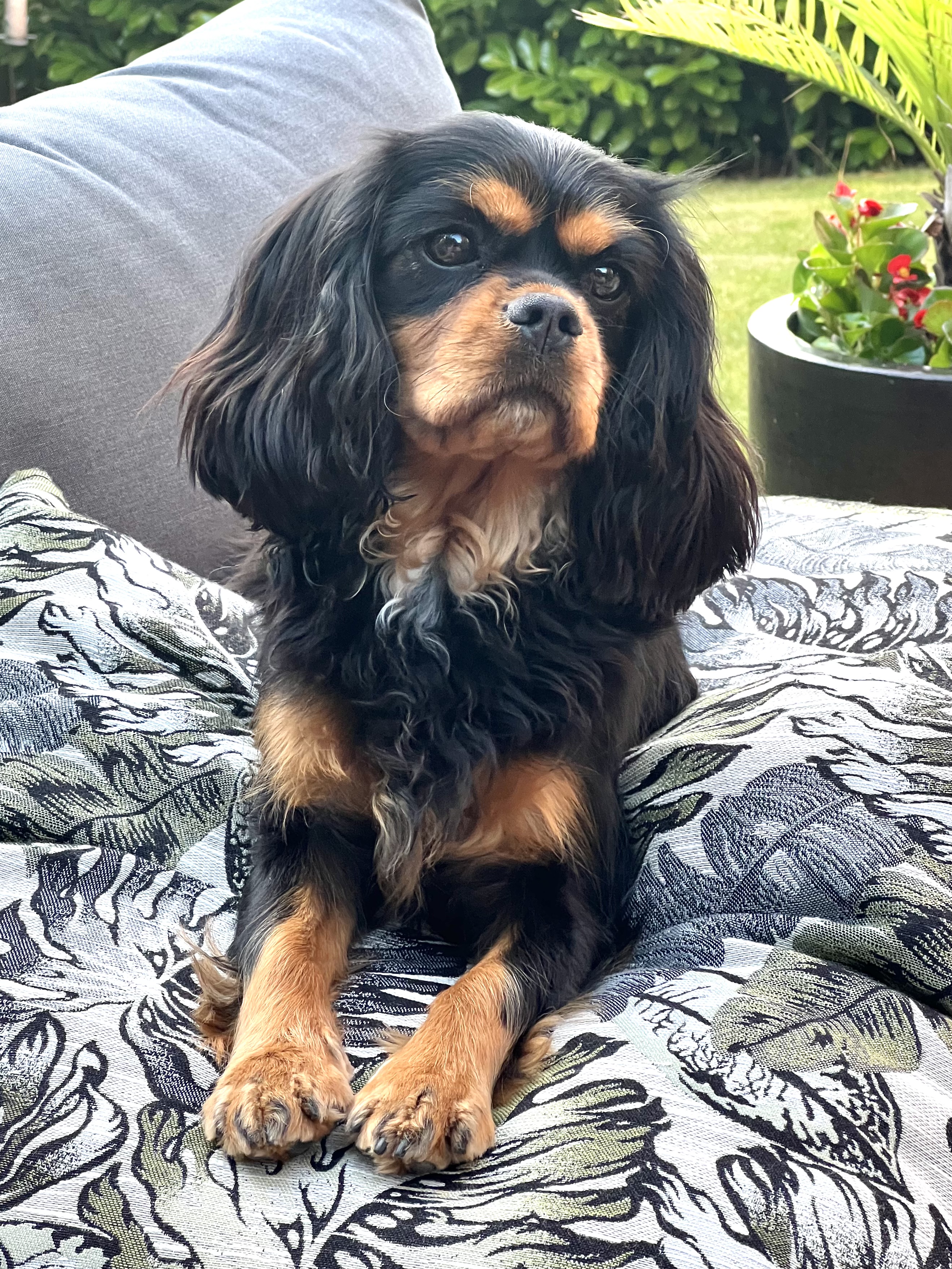 Furst Class Lounge Dog Grooming