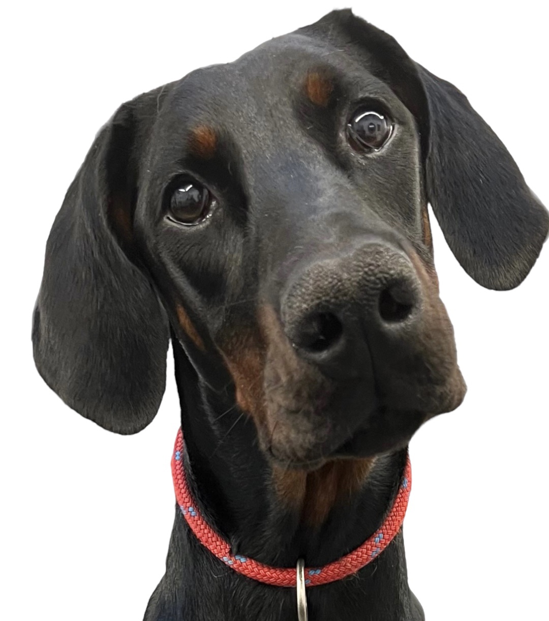 Dog Grooming Price Guide