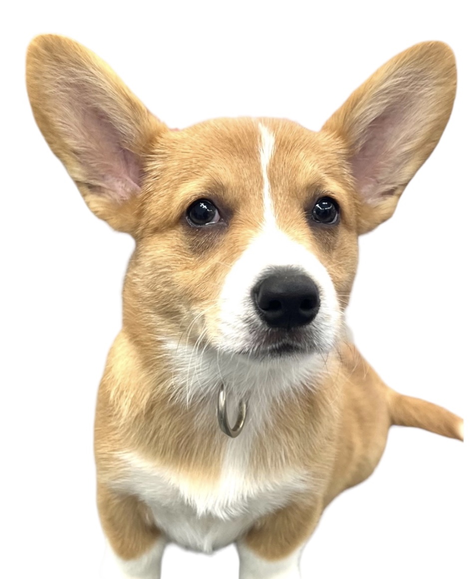 Dog Grooming Price Guide