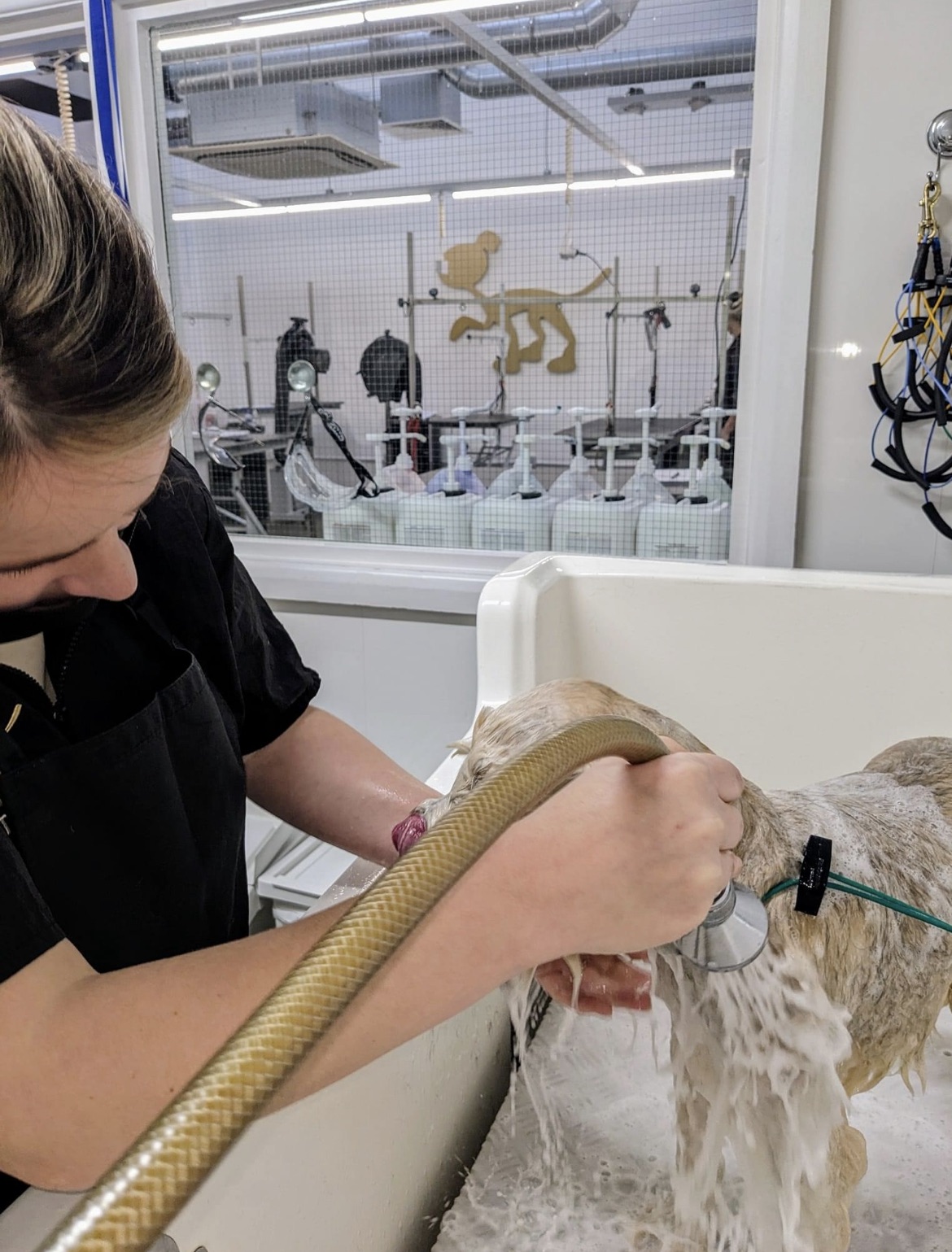 Dog Supplies: Food, Treats, Flea & Tick, Crates & More | PetSmart