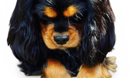 Regular Grooming and Care